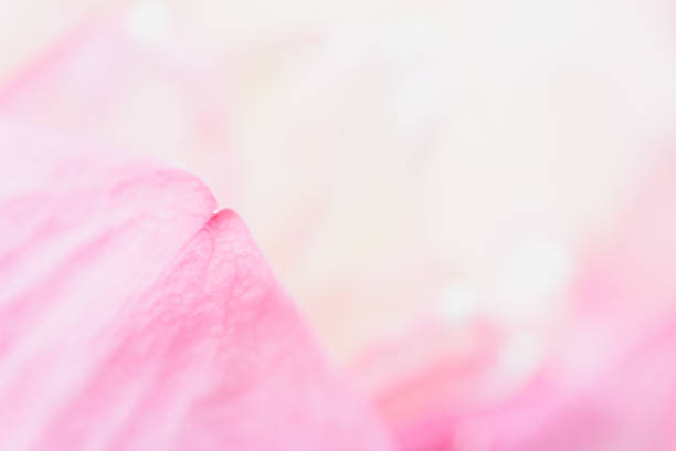 istock Sweet color lotus  in soft style for background 1164065410