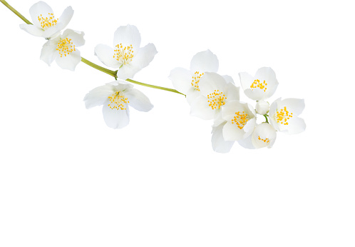 Branch of  Jasmine's (Philadelphus) flowers isolated on white background.