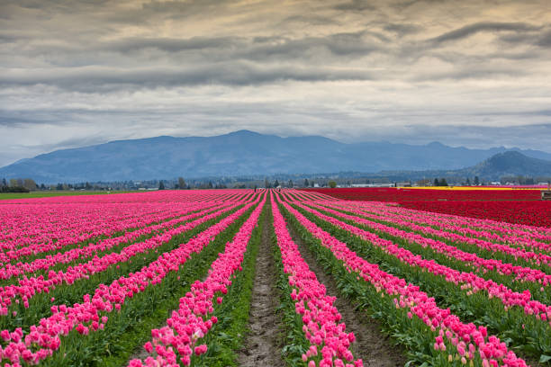 istock Skagit Valley Tulip Festival 1164066997