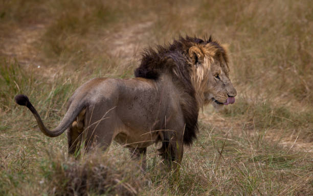 istock Lion in the wild 1164067939