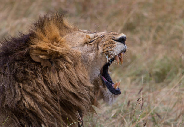 istock Lion in the wild 1164067940