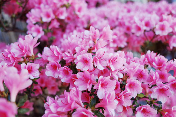 istock Pink Azalea Flower in Garden 1164070007