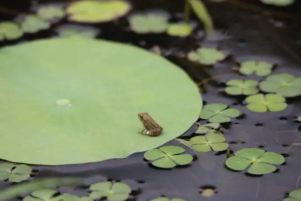 Photo of Baby frog