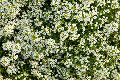 Background of alyssum  - flowers are used in the creation of pictorial compositions of flowerbeds, rose gardens, borders,  lawns, etc.
