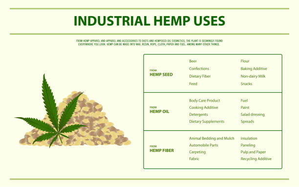 Industrial hemp uses horizontal infographic Industrial hemp uses horizontal infographic, healthcare and medical illustration about cannabis brain eater stock illustrations