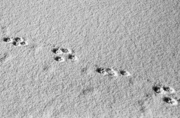 istock Animal tracks in the snow 1164075175