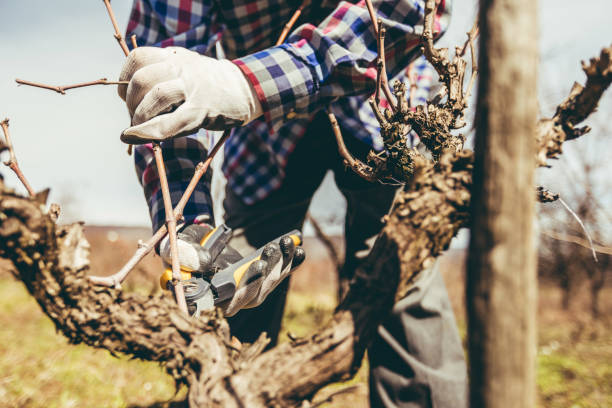 istock Mature man pruning fruit trees and vineyard 1164075349