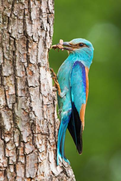 istock European roller sitting on bark of tree with beetles in nib with copyspace. 1164076479