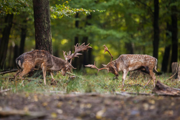 Two fallow deer fighting against each other in forest with copyspace.