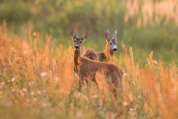 Roe deer couple standing in the meadow from side view with space for text. Mammal Roe deer , capreolus capreolus, couple standing in the meadow from side view in rutting season. Male and female wild animal pair looking and waiting with blurred background with copyspace. love roe deer stock pictures, royalty-free photos & images