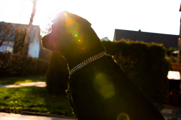Black female dog with eyes closed