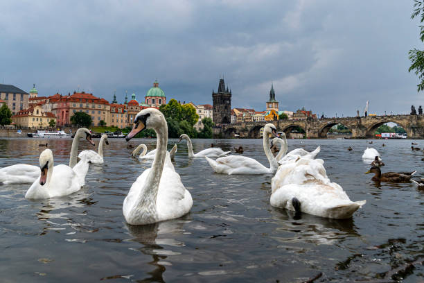 istock swan on moldova river at charles bridge prague 1164077821