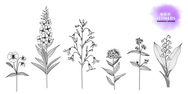 Set of hand-drawn wild flowers. Set of hand-drawn, ink drawn wild flowers: Forget-me-not, lungwort, lily of the valley, willow herb, bellflower, violet. Black and white. Vector EPS 10. lily of the valley garden stock illustrations
