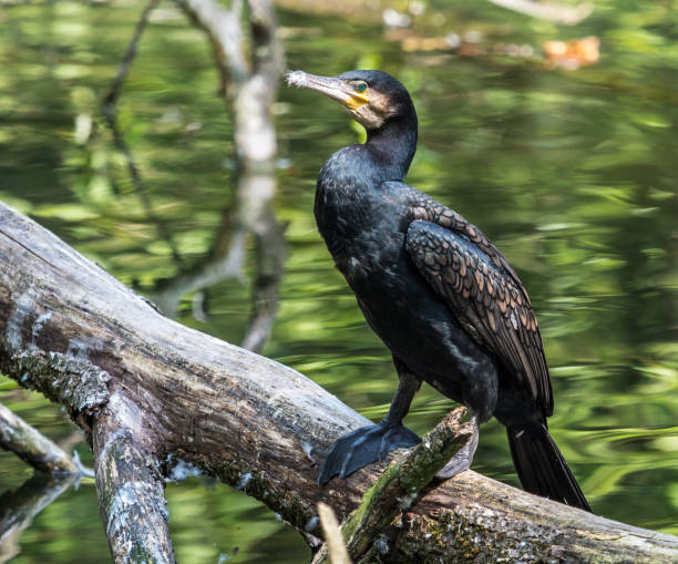 istock The great cormorant, Phalacrocorax carbo drying his feathers. 1164078762