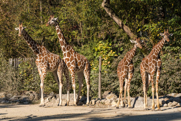 istock The giraffe, Giraffa camelopardalis is an African mammal 1164078861