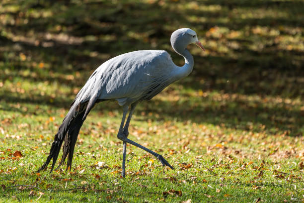istock The Blue Crane, Grus paradisea, is an endangered bird 1164078904