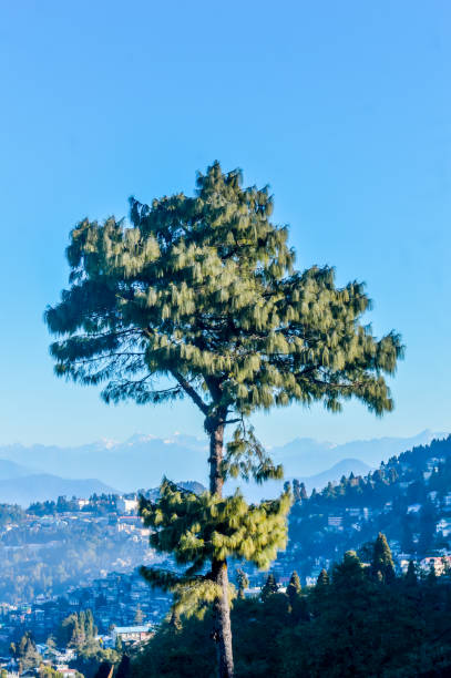 A needle pine conifer or blue pine (Pinus wallichiana) - a large Himalayan evergreen tree with a blue hue on its foliage standing alone against blue sky and distant Karakoram and Hindu Kush mountains. A needle pine conifer or blue pine (Pinus wallichiana) - a large Himalayan evergreen tree with a blue hue on its foliage standing alone against blue sky and distant Karakoram and Hindu Kush mountains. pinus wallichiana stock pictures, royalty-free photos & images