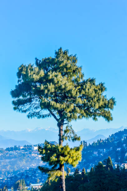 A needle pine conifer or blue pine (Pinus wallichiana) - a large Himalayan evergreen tree with a blue hue on its foliage standing alone against blue sky and distant Karakoram and Hindu Kush mountains. A needle pine conifer or blue pine (Pinus wallichiana) - a large Himalayan evergreen tree with a blue hue on its foliage standing alone against blue sky and distant Karakoram and Hindu Kush mountains. pinus wallichiana stock pictures, royalty-free photos & images
