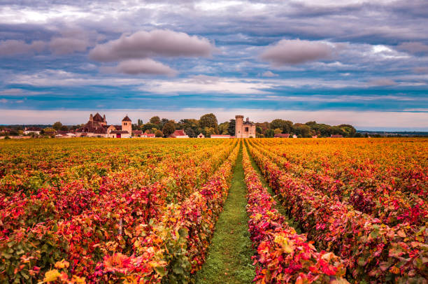 winnice w sezonie jesiennym, burgundia, francja - burgundia zdjęcia i obrazy z banku zdjęć