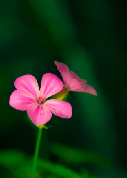 istock Pink flower pairs with Black background 1164079792