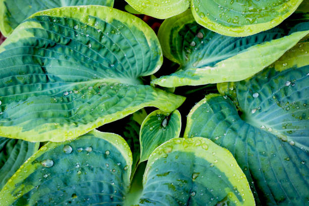 istock variegated green leaves of hosts as background. Close up Selective focus. 1164080084