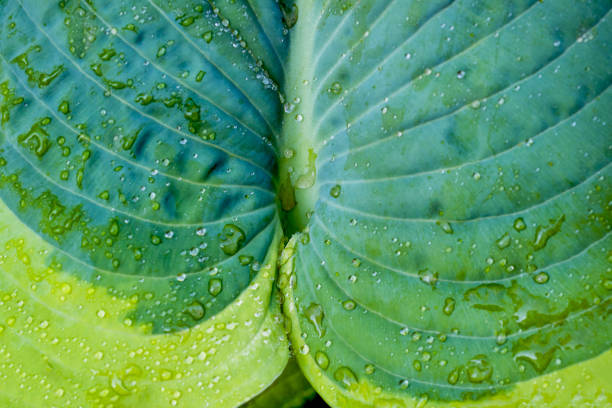 istock variegated green leaves of hosts as background. Close up Selective focus. 1164080401