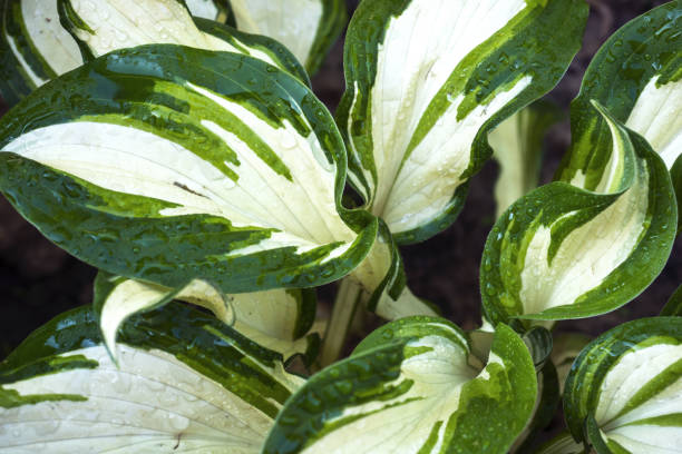 istock variegated green leaves of hosts with white stripes as background 1164081637