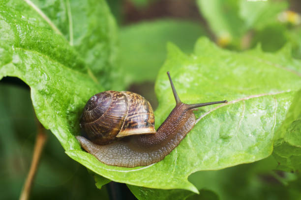 istock Snail crawling on a wide green leaf after the rain. 1164081929