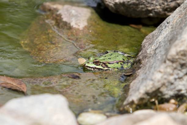 istock green frog in small natur  pool 1164082942
