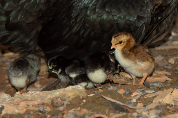 istock Fluffy newborn chicken in brown color. 1164084714
