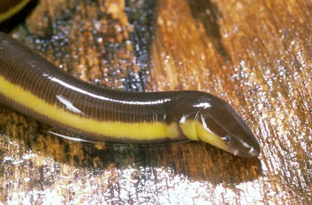 Photo of Caecilians - Ichthyophis sp.