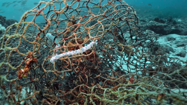 Underwater sea cucumber trapped in discarded Ghost Net fishing gear