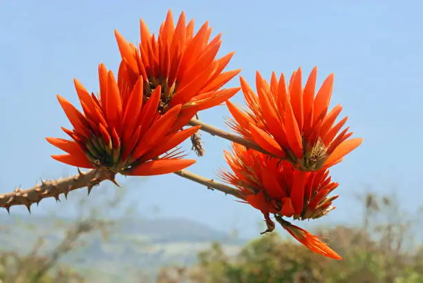 Photo of Erythrina stricta, Corky Coral Tree