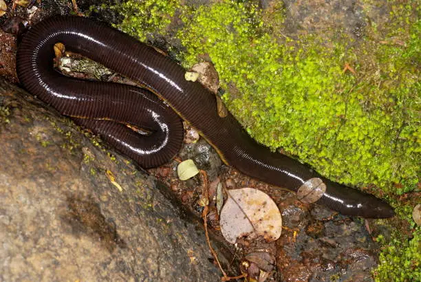 Photo of Caecilian, Ichthyophis sp.