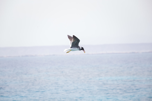 Seagull flying summer sea background