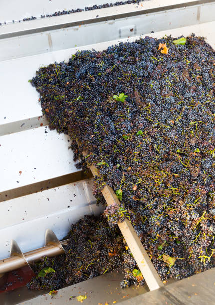 istock Blue grapes in crusher machine in winery 1164089047
