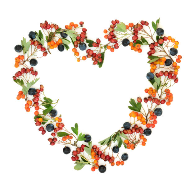 Autumn berry heart shaped wreath with blackthorn, hawthorn and rowan ash berries on white background with copy space.