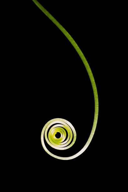 istock Closed up spiral hand of vine (black background) 1164090469