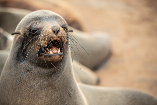 aggressive seal