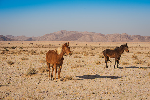 wild horses of namibia