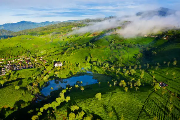 Aerial highland view of tea plantation with fog at morning time in Bandung, Indonesia