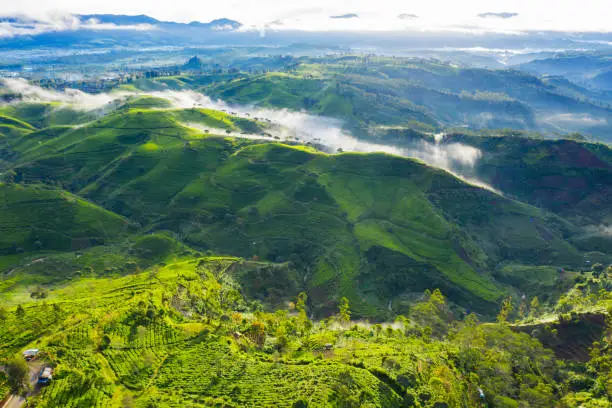 Beautiful highland scenery of tea plantation at misty morning in Bandung, Indonesia