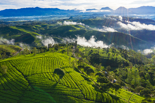 Hermoso paisaje de plantación de té por la mañana photo
