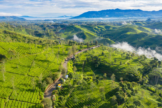 istock Beautiful tea plantation fields with fog 1164092948