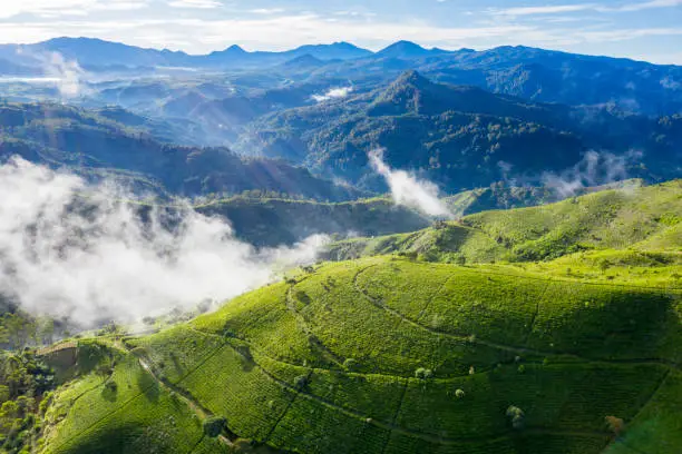 Beautiful aerial view of tea plantation hills at misty morning in Bandung, Indonesia