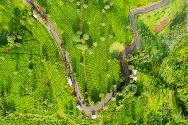 Beautiful scenery of tea plantation field with a road in Bandung, Indonesia