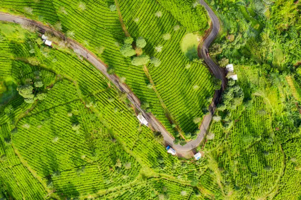 Top view of beautiful tea plantation field with a road in Bandung, Indonesia