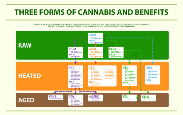 Three forms of cannabis and benefits horizontal infographic Three forms of cannabis and benefits horizontal infographic, healthcare and medical illustration about cannabis tetanospasmin stock illustrations