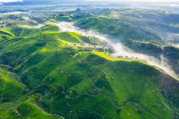 Aerial view of foggy tea plantation at morning time in Bandung, Indonesia