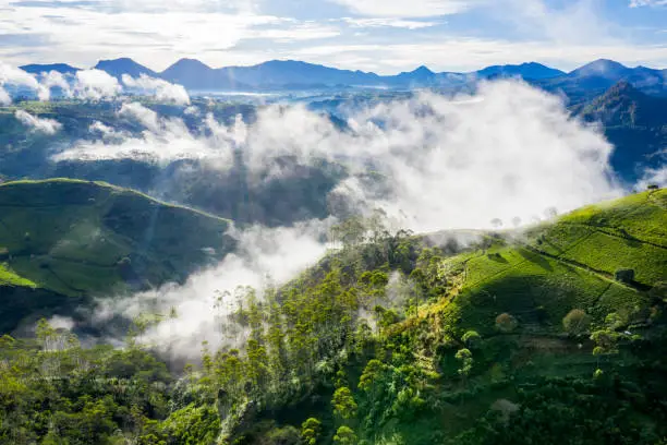 Aerial view of misty morning above tea plantation highland in Bandung, Indonesia